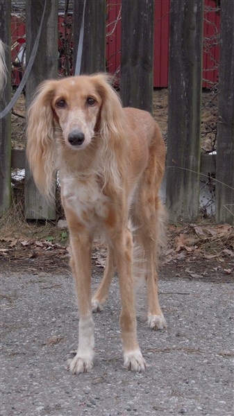 Blondie 14 &aring;r
