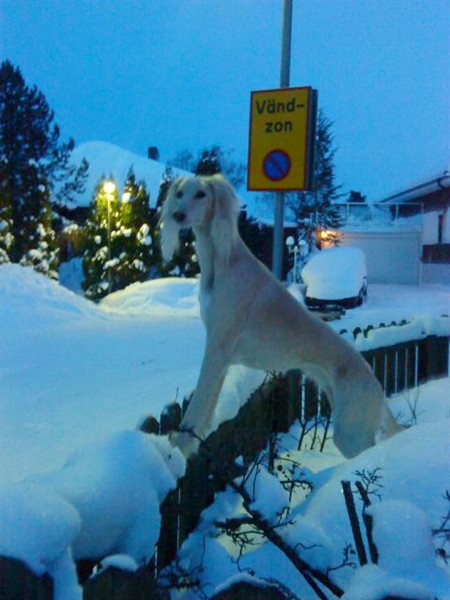Velika p&aring; v&auml;g ut