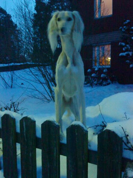 Velika p&aring; v&auml;g
