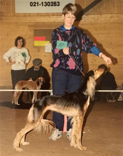 Kashmanis Niobe Enk&ouml;ping91